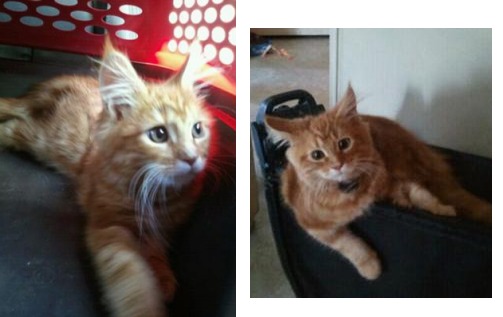 sir godrich the red maine coon kitten