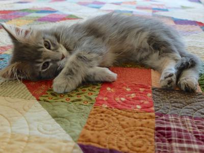 small adorable gray maine coon kitten on a quilt.