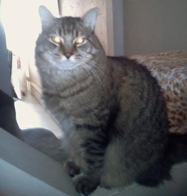 Sir Kitty Coon