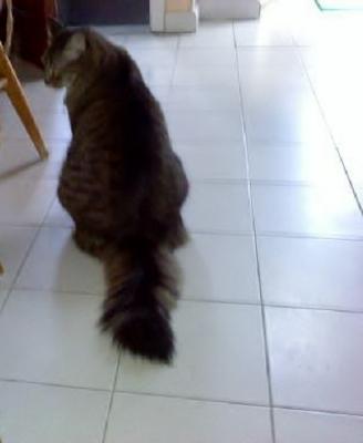 Sir Kitty Coon