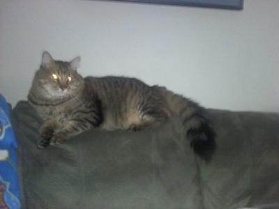 Sir Kitty Coon