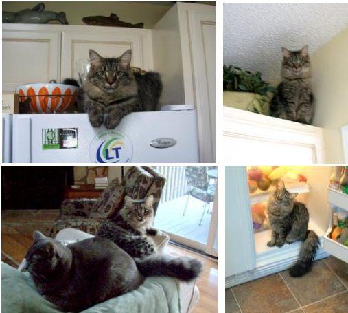two cats maine coon and russian blue