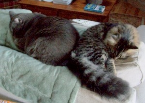 maine coon & russian blue cat