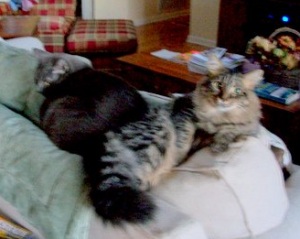 maine coon & russian blue cat