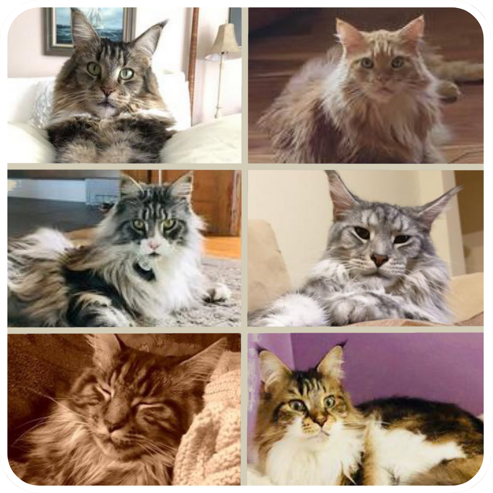 Collage Image - "Are Maine Coons Hypoallergenic?" collage of six beautiful purebred maine coons