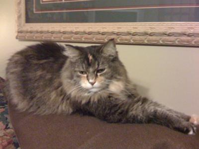 Girl Cat