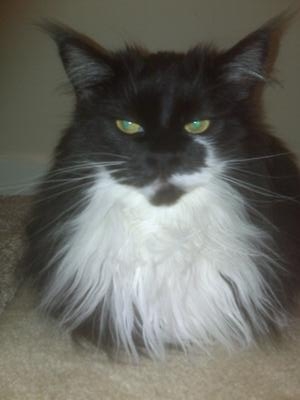 Gracie
