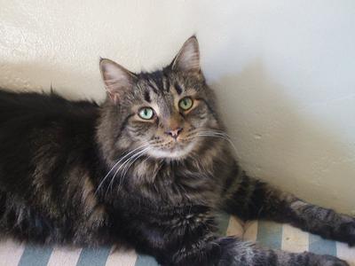 Skippy fluffy brown tabby kitty on back of couch