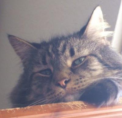 Skippy brown tabby cat looking right at camera