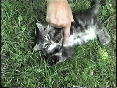 Skippy tiny kitten on grass with belly being touched by hand
