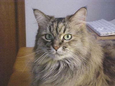 Skitty