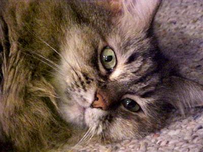 Skitty