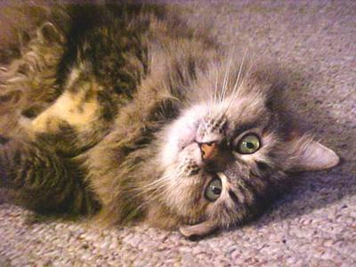 Skitty
