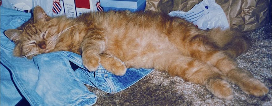 fluffy kitty sleeping on a pile of laundry.