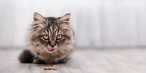 tiny fluffy kitten with a few pieces of kibble.