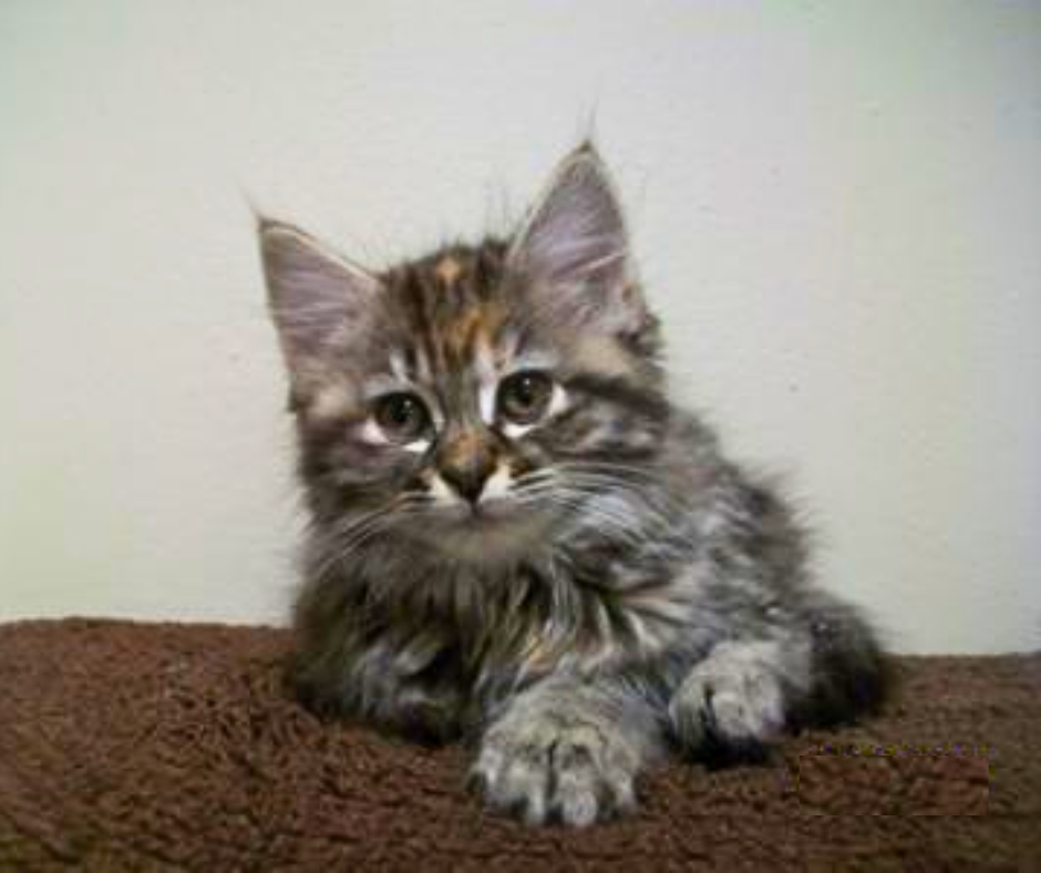 young tabby patch maine coon kitten.