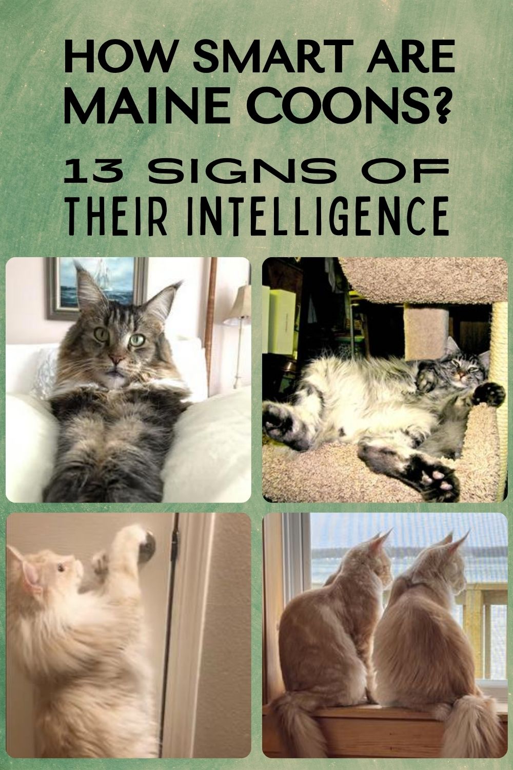 10 Signs of Intelligence in Maine Coons collage of four cats and text how smart are maine coons.