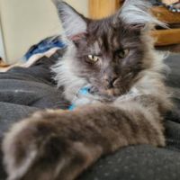 Stanley smoke colored maine coon