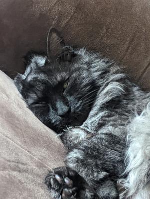 sleepy handsome smoke colored cat