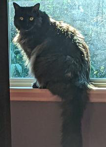 fluffy cat sitting in windowsill