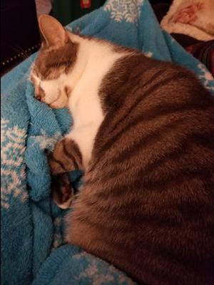 shorthair brown and white cat sleeping