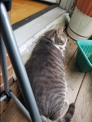 short hair tiger cat laying on porch