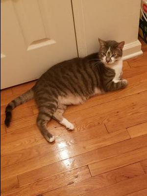 shorthaired tiger and white cat laying on wood floor