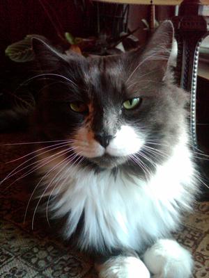 Smokey