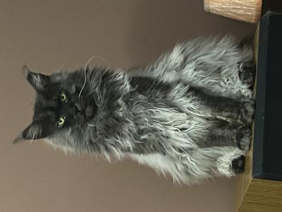 Smokey handsome black smoke maine coon cat sitting and posing.