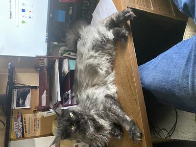 Smokey black smoke maine coon cat sprawed across a computer desk.