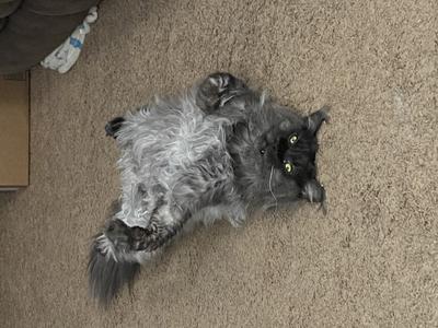 Smokey male black smoke maine coon cat laying tummy up with gray belly showing.