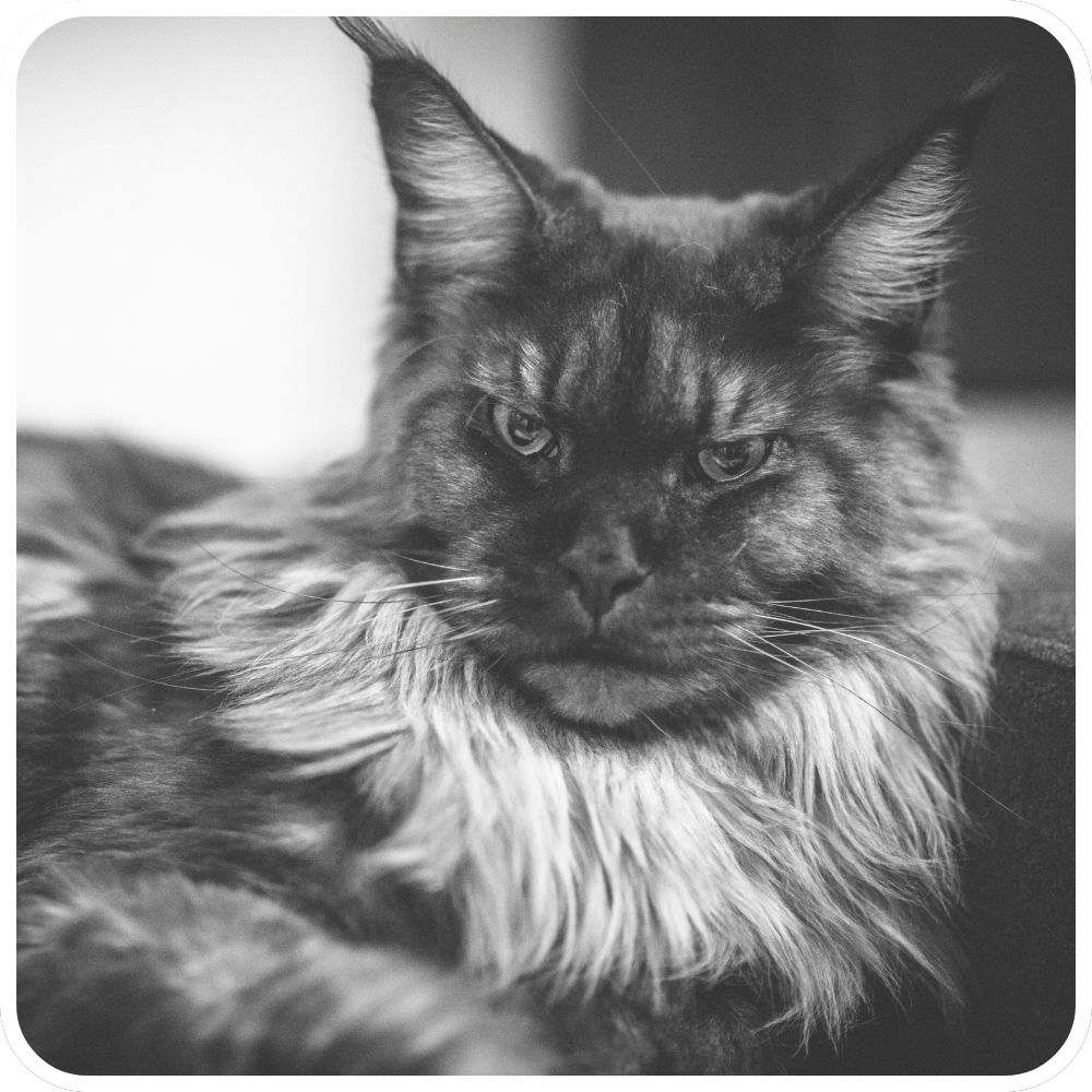 Maine Coon Cat Vibe black and white moody closeup maine coon cat