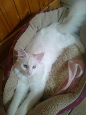 Snowie