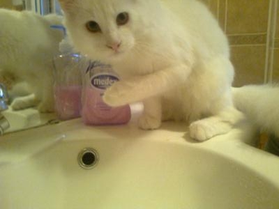 Snowie