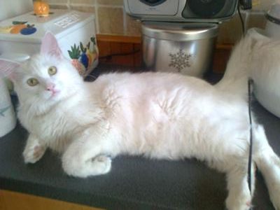 Snowie