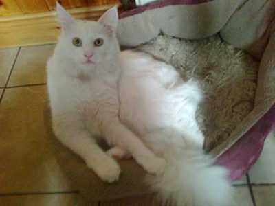 Snowie