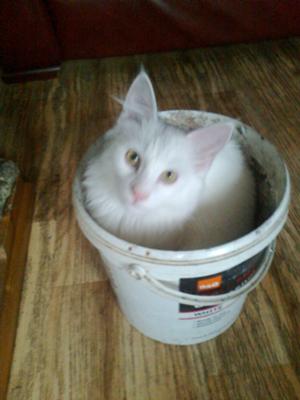 Snowie