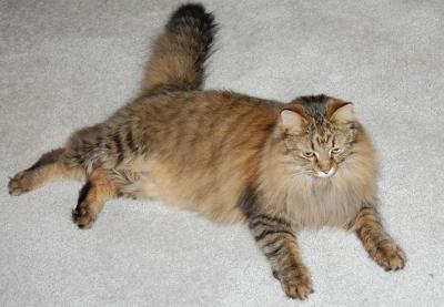 Snowshoe