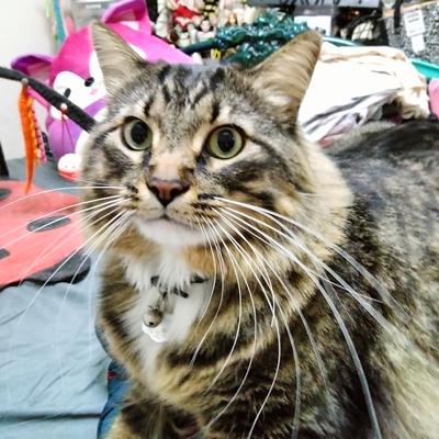 Socks brown tabby kitty