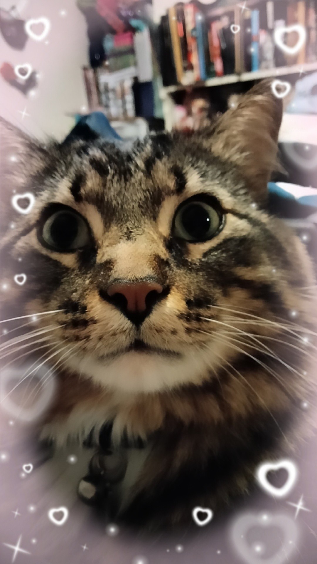 brown tabby maine coon mix.