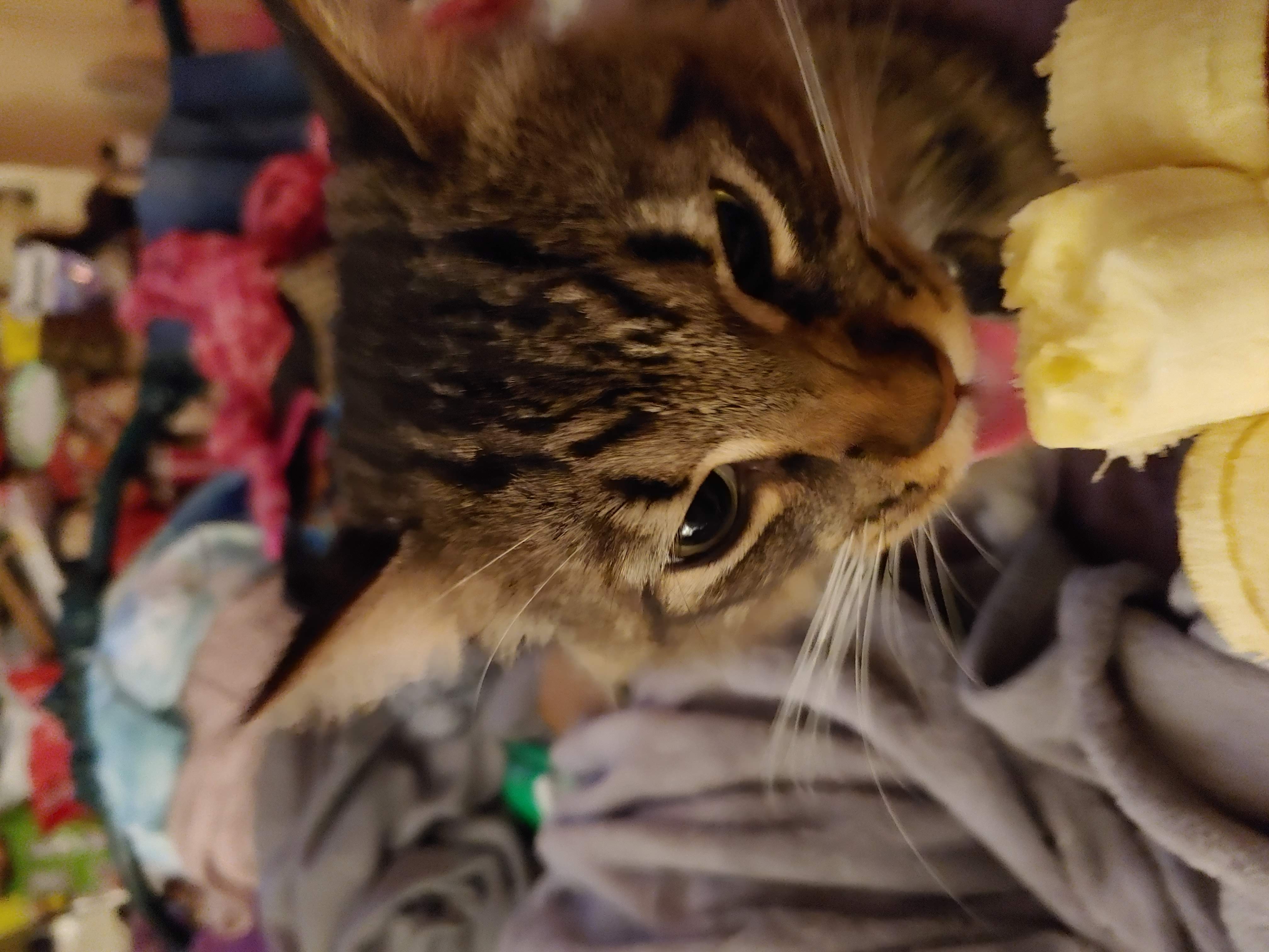 brown tabby maine coon mix.