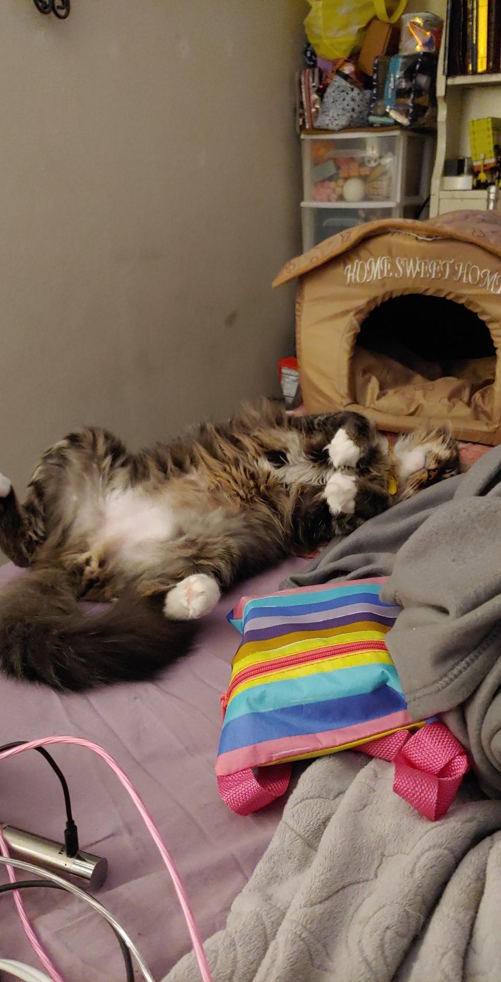 brown tabby maine coon mix.