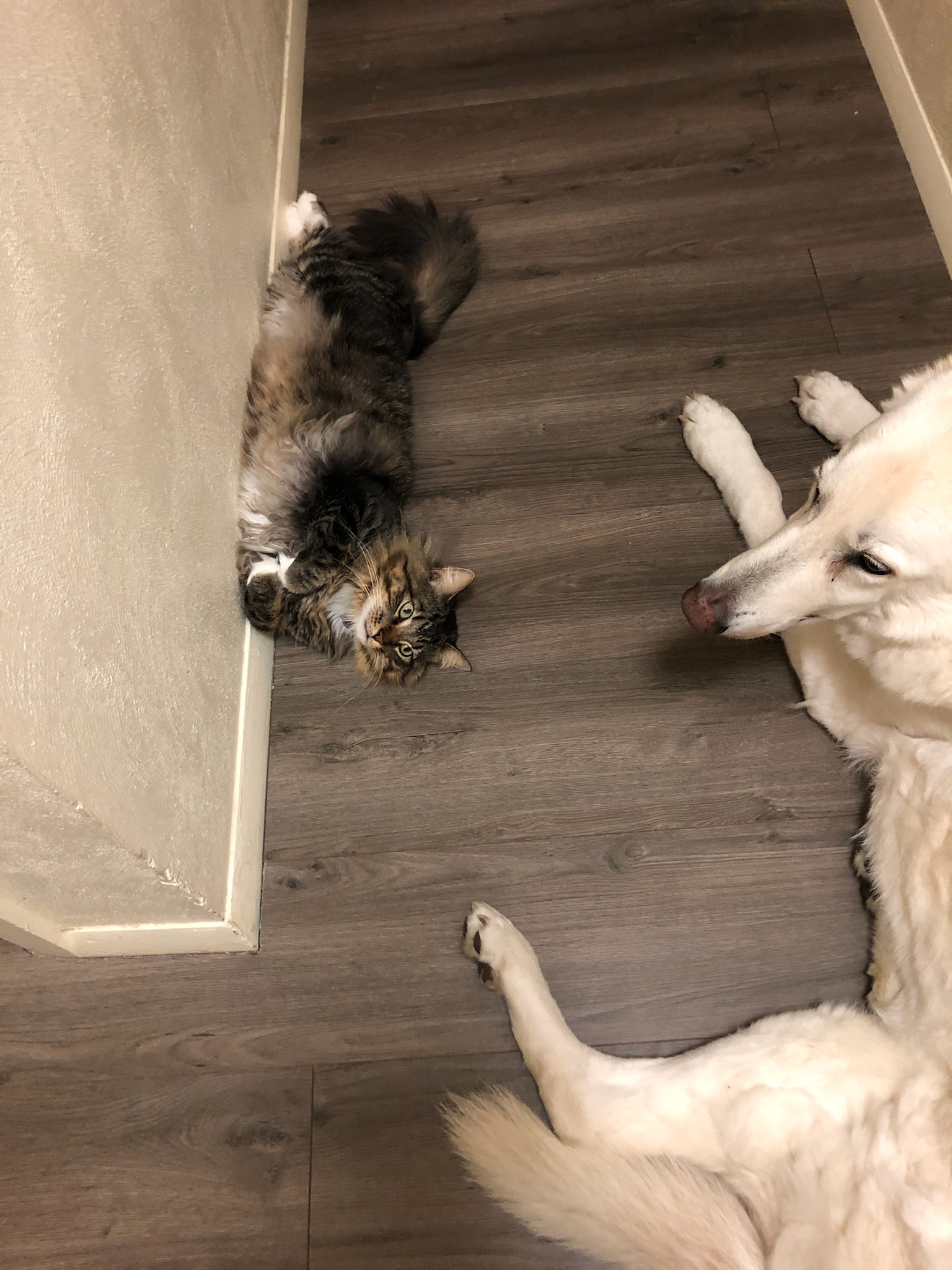 brown tabby maine coon mix.