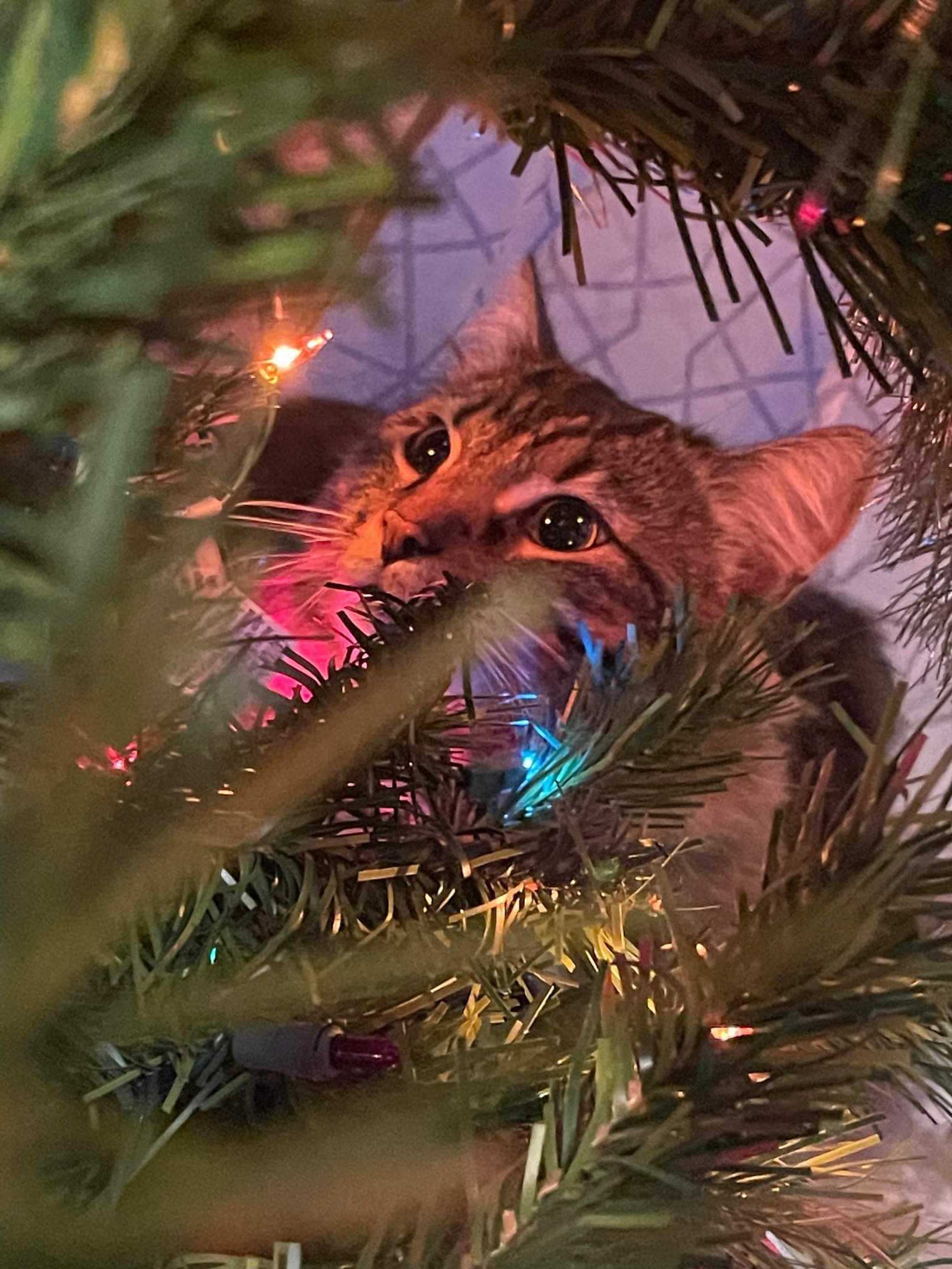 brown tabby maine coon mix.