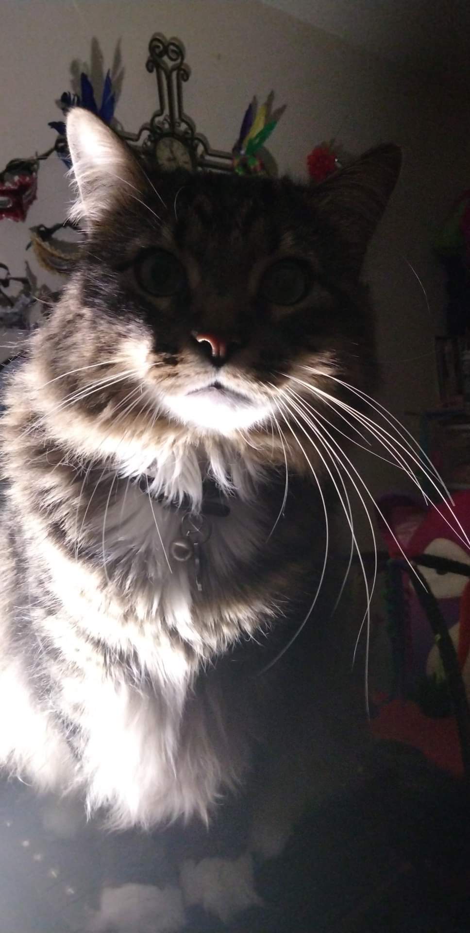 brown tabby maine coon mix.