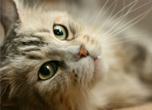 Pretty Kitty pretty maine coon cat with long whiskers closeup