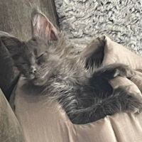 solid blue maine coon kitten