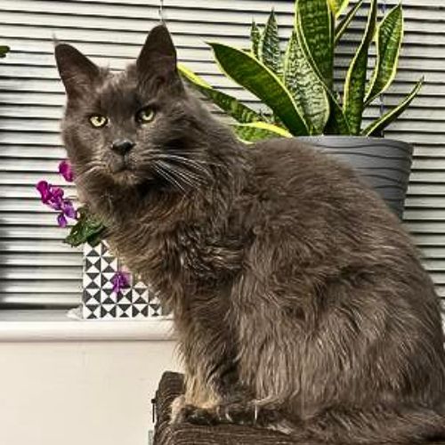 purebred solid blue maine coon cat sitting on a coffee table.