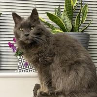 solid blue old boy maine coon cat