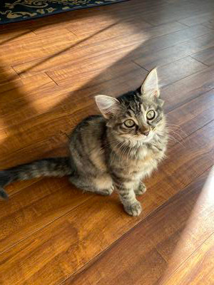 brown tiger kitten on wood floor